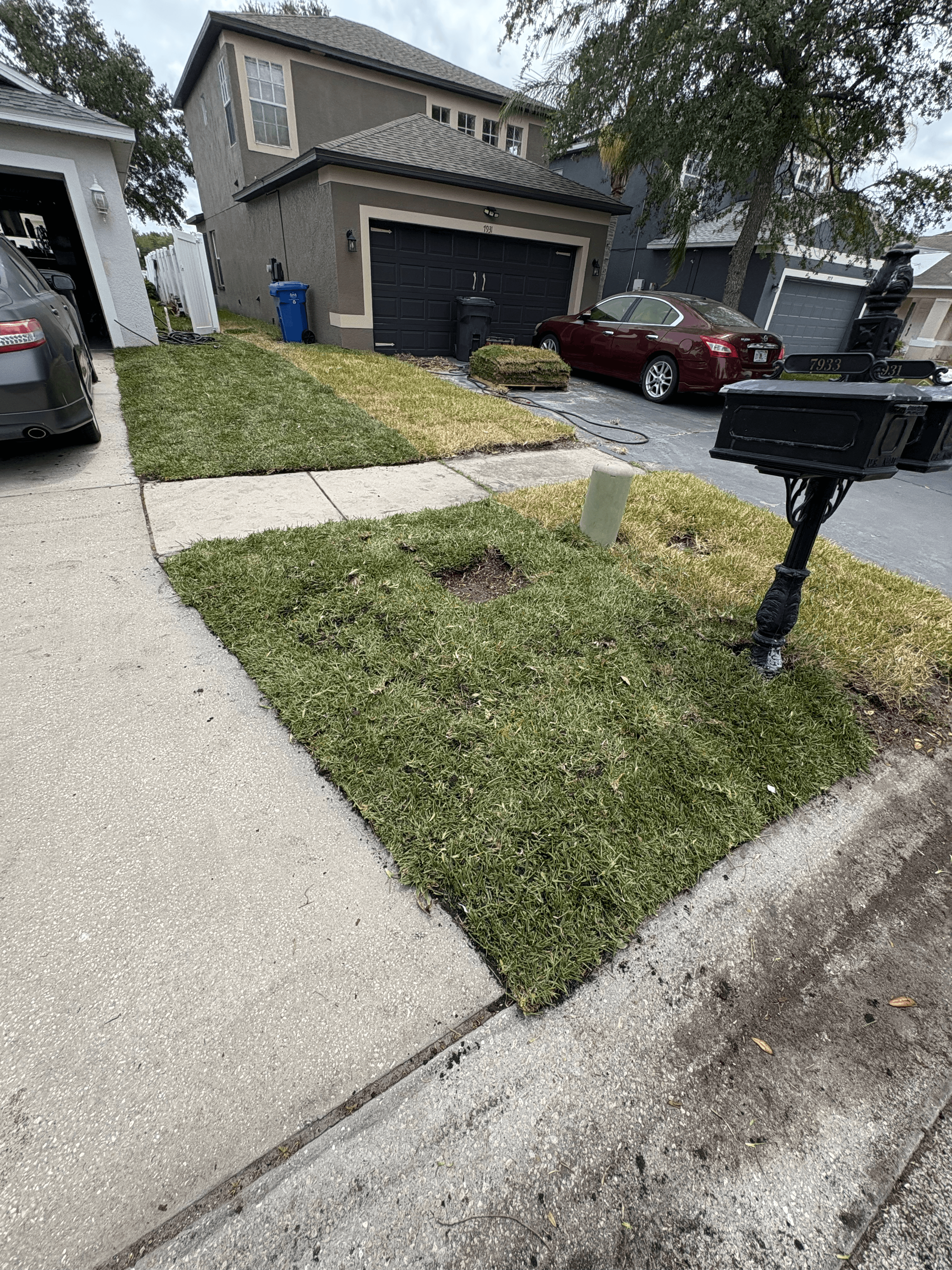 Newly installed green sod in a suburban yard beside a concrete sidewalk and driveway.