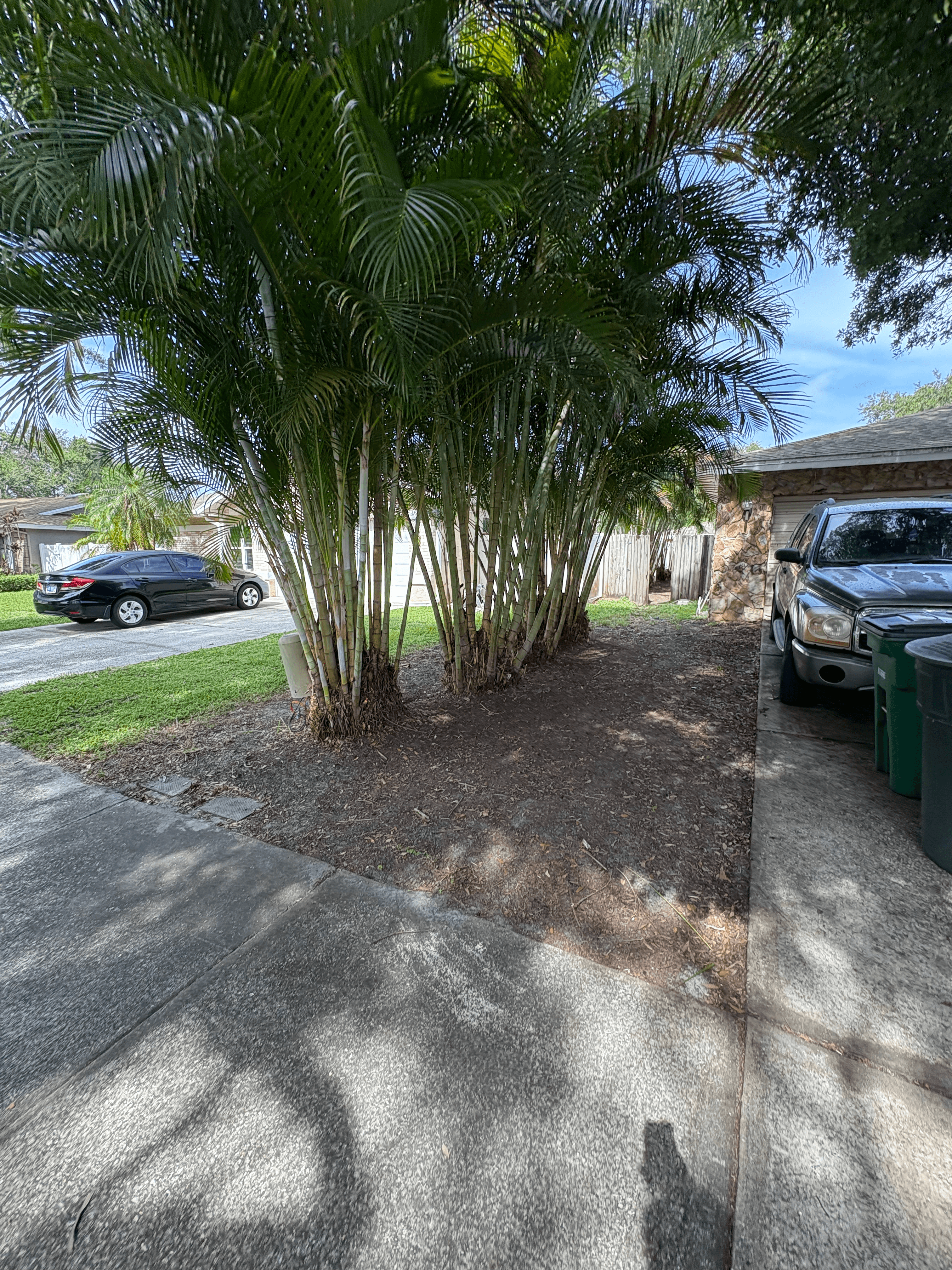 Lush green palm tree stands beside a concrete driveway and sidewalk in a residential area.